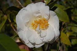 Finlandia Camellia (Camellia japonica 'Finlandia') at A Very Successful Garden Center