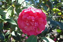 Grand Marshal Camellia (Camellia japonica 'Grand Marshal') at Lakeshore Garden Centres
