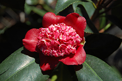 Lipstick Camellia (Camellia japonica 'Lipstick') at A Very Successful Garden Center