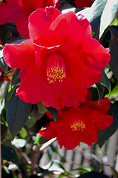 Freedom Bell Camellia (Camellia 'Freedom Bell') at Lakeshore Garden Centres