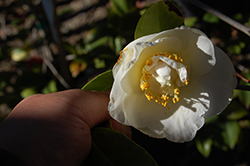 White Empress Camellia (Camellia japonica 'White Empress') at A Very Successful Garden Center
