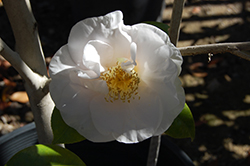 White Nun Camellia (Camellia japonica 'White Nun') at A Very Successful Garden Center