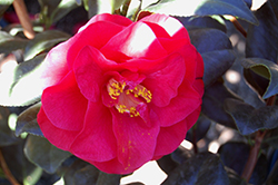 Reg Ragland Camellia (Camellia japonica 'Reg Ragland') at Lakeshore Garden Centres