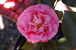 Carter's Sunburst Pink Camellia (Camellia japonica 'Carter's Sunburst Pink') at Lakeshore Garden Centres