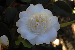 Shiro Chan Camellia (Camellia japonica 'Shiro Chan') at Stonegate Gardens