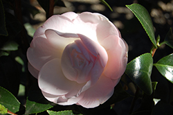 Ai-No-Izumi Camellia (Camellia rusticana 'Ai-No-Izumi') at A Very Successful Garden Center
