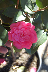 Mrs. Tingley Camellia (Camellia japonica 'Mrs. Tingley') at A Very Successful Garden Center