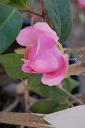 El Dorado Camellia (Camellia 'El Dorado') at A Very Successful Garden Center