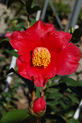 Midnight Serenade Camellia (Camellia japonica 'Midnight Serenade') at Stonegate Gardens