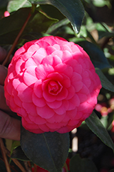 C.M. Hovey Camellia (Camellia japonica 'C.M. Hovey') at A Very Successful Garden Center