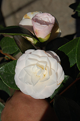 Sawada's Dream Camellia (Camellia japonica 'Sawada's Dream') at Stonegate Gardens