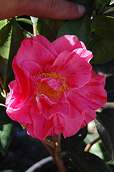 Lady Laura Camellia (Camellia japonica 'Lady Laura') at Lakeshore Garden Centres