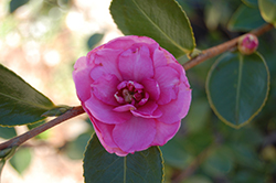 Chansonette Camellia (Camellia sasanqua 'Chansonette') at A Very Successful Garden Center