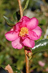Pink-A-Boo Camellia (Camellia sasanqua 'Mondel') at Stonegate Gardens