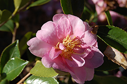 Showa-No-Sakae Camellia (Camellia sasanqua 'Showa-No-Sakae') at A Very Successful Garden Center