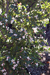 Mt. Noko Camellia (Camellia transnokoensis) at A Very Successful Garden Center