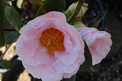 Moonrise Camellia (Camellia 'Moonrise') at A Very Successful Garden Center