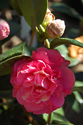 Carter's Sunburst Pink Variegated Camellia (Camellia japonica 'Carter's Sunburst Pink Variegated') at Stonegate Gardens