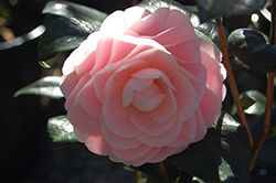 Pink Perfection Camellia (Camellia japonica 'Pink Perfection') at Lakeshore Garden Centres
