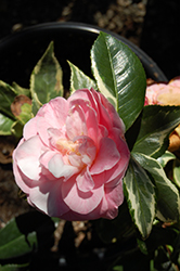 Benten-Kagura Camellia (Camellia japonica 'Benten-Kagura') at Stonegate Gardens