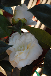 Satsuma Camellia (Camellia japonica 'Satsuma') at A Very Successful Garden Center