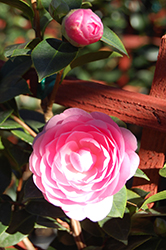 E.G. Waterhouse Camellia (Camellia x williamsii 'E.G. Waterhouse') at Lakeshore Garden Centres