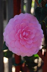 E.G. Waterhouse Camellia (Camellia x williamsii 'E.G. Waterhouse') at A Very Successful Garden Center