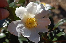 French Vanilla Camellia (Camellia sasanqua 'French Vanilla') at A Very Successful Garden Center