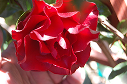 Black Magic Camellia (Camellia japonica 'Black Magic') at A Very Successful Garden Center