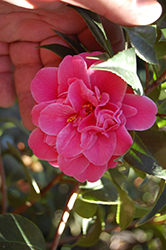 Tama-Ariake Camellia (Camellia x williamsii 'Tama-Ariake') at Lakeshore Garden Centres