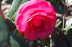 Joe Nuccio Camellia (Camellia x williamsii 'Joe Nuccio') at A Very Successful Garden Center