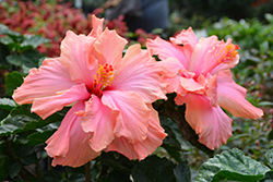 Double Johnsonii Hibiscus (Hibiscus rosa-sinensis 'Double Johnsonii') at Lakeshore Garden Centres