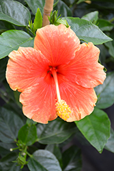Santana Hibiscus (Hibiscus rosa-sinensis 'Santana') at A Very Successful Garden Center