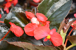 Whopper Red Bronze Leaf Begonia (Begonia 'Whopper Red Bronze Leaf') at A Very Successful Garden Center