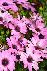 Summertime Sweet Purple African Daisy (Osteospermum 'Summertime Sweet Purple') at Lakeshore Garden Centres