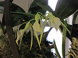 Lady of the Night Orchid (Brassavola nodosa) at A Very Successful Garden Center