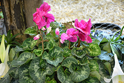 Halios Curly Deep Rose Cyclamen (Cyclamen 'Halios Curly Deep Rose') at A Very Successful Garden Center