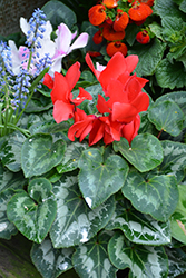 Tianis Scarlet Red Cyclamen (Cyclamen 'Tianis Scarlet Red') at A Very Successful Garden Center