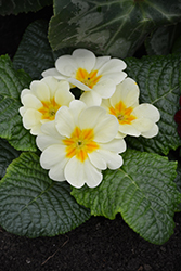 Cream English Primrose (Primula vulgaris 'Cream') at A Very Successful Garden Center