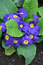 Blue English Primrose (Primula vulgaris 'Blue') at A Very Successful Garden Center