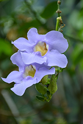 Blue Trumpet Vine (Thunbergia grandiflora) at A Very Successful Garden Center