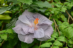Blue Bayou Hibiscus (Hibiscus rosa-sinensis 'Blue Bayou') at A Very Successful Garden Center