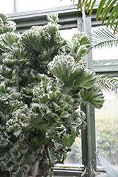Crested Elkhorn (Euphorbia lactea 'Cristata') at A Very Successful Garden Center