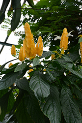 Yellow Queen Shrimp Plant (Justicia brandegeeana 'Yellow Queen') at A Very Successful Garden Center