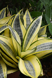 Golden Hahnii Snake Plant (Sansevieria trifasciata 'Golden Hahnii') at A Very Successful Garden Center