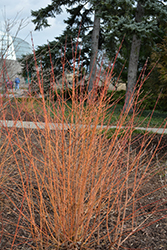 Winter Beauty Dogwood (Cornus sanguinea 'Winter Beauty') at Stonegate Gardens