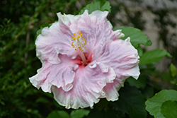 City Slicker Hibiscus (Hibiscus rosa-sinensis 'City Slicker') at A Very Successful Garden Center