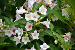 Sonic Bloom Pearl Reblooming Weigela (Weigela florida 'Bokrasopea') at A Very Successful Garden Center
