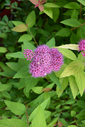 Double Play Candy Corn Spirea (Spiraea japonica 'NCSX1') at Schulte's Greenhouse & Nursery