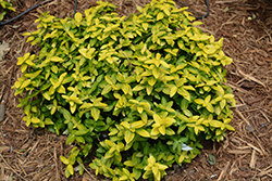 Goldy Wintercreeper (Euonymus fortunei 'WALDBOLWI') at Lakeshore Garden Centres